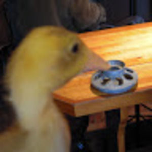 Meet your Posher, Jane